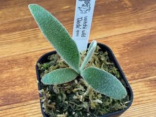 Amazon｜frog_yamato【veitchii wild Gede】トキントキン ベイチー ゲ